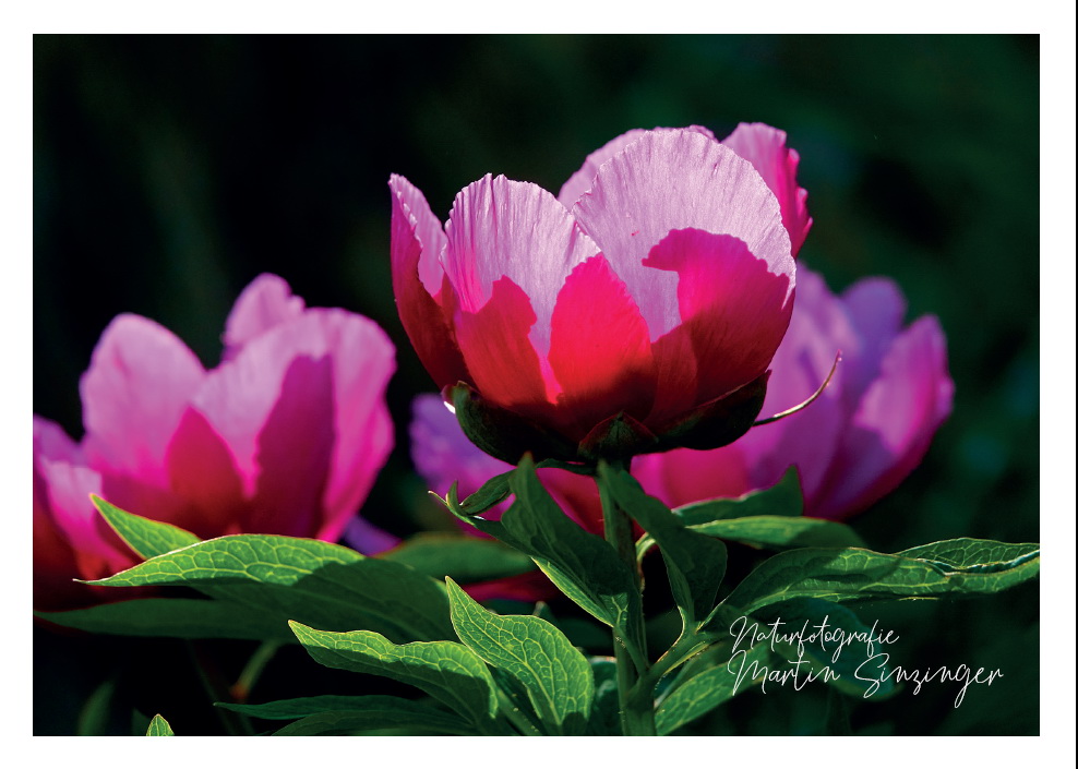 Postkarten Naturfotografie