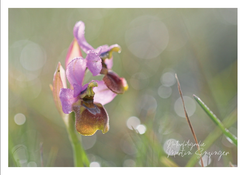 Postkarten Naturfotografie