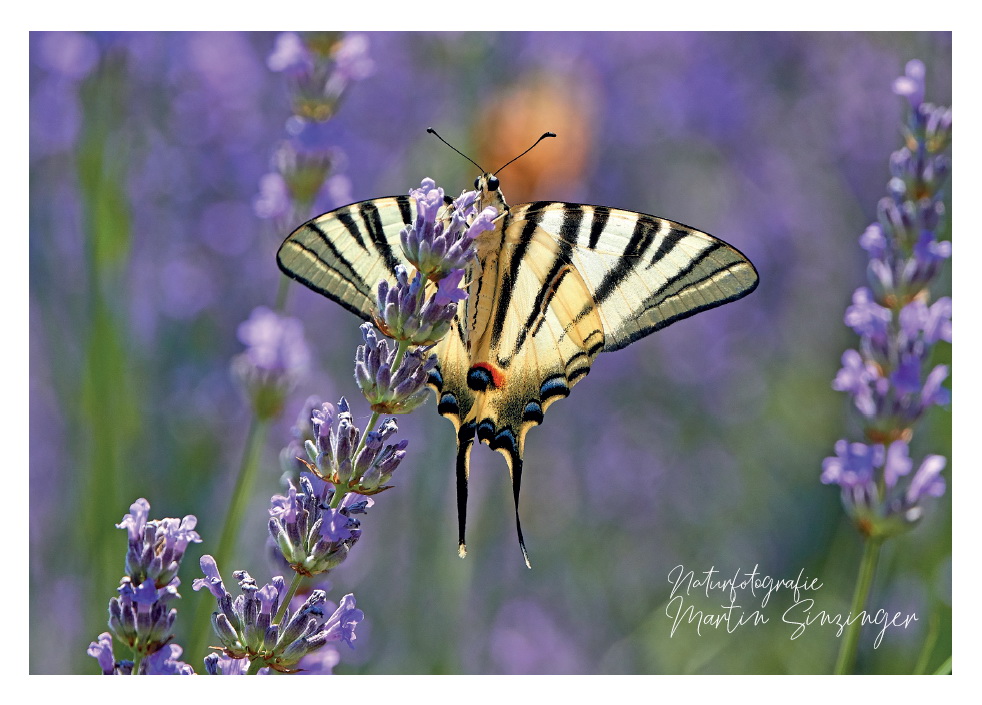 Postkarten Naturfotografie